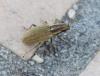 Sitona lineatus